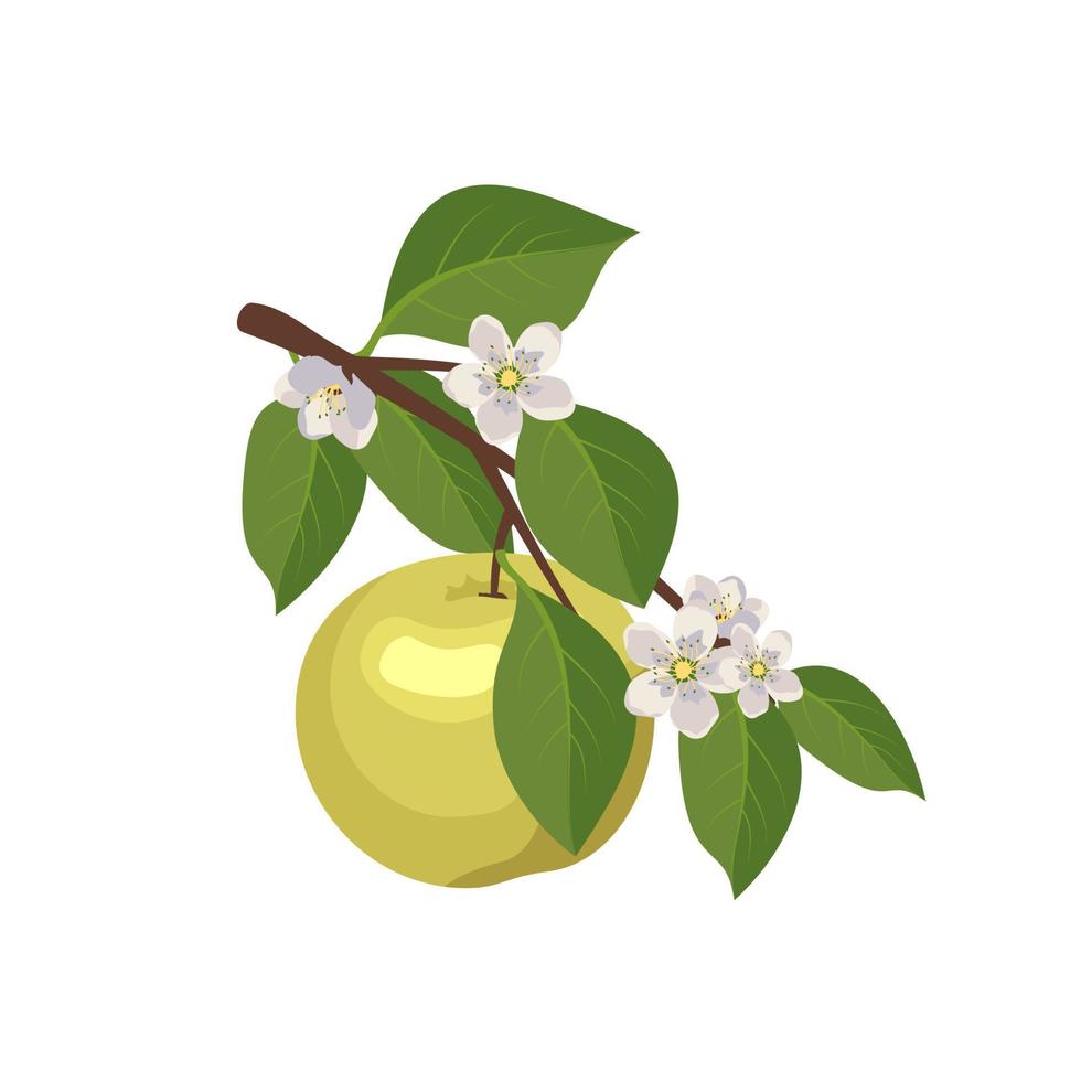 Green apple on branch with leaves and flowers. Whole fruits. Food for healthy diet. Sweet snack. Vector flat illustration