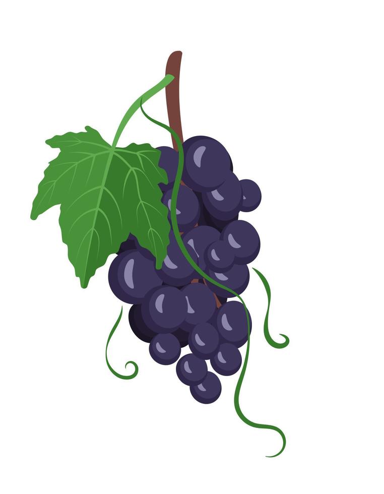 Set of dark grapes on branches with berries and leaves. Sweet healthy food, wholesome delicious dessert. Vector flat illustration