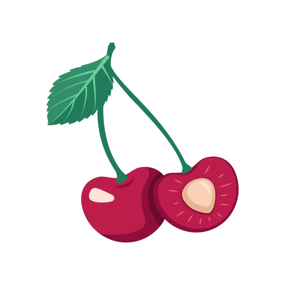 Whole and half with bone cherry on branch. Bright modern berry with leaves. Vector flat food illustration