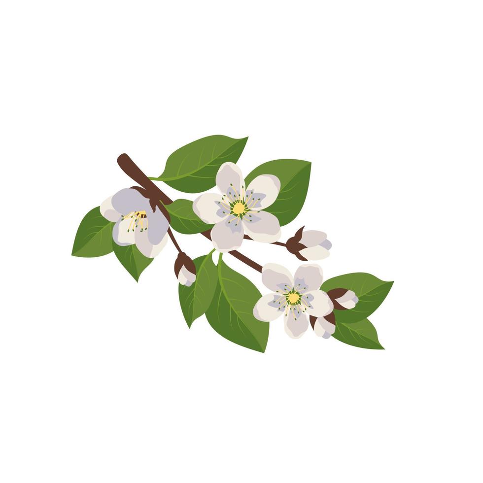 White flowers on branch with leaves and buds. Spring decoration, flowering fruit tree plant. Vector flat illustration