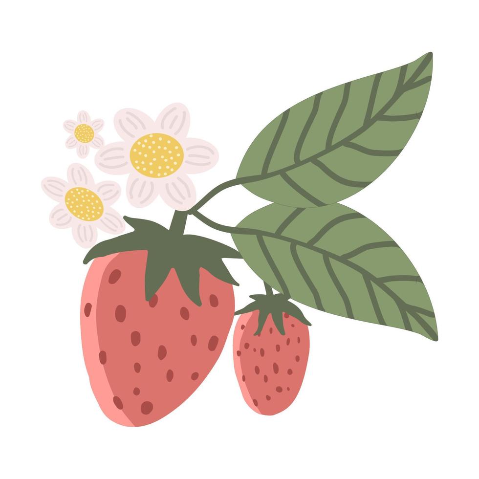 Cute strawberries with green leaves and white flowers on white background vector