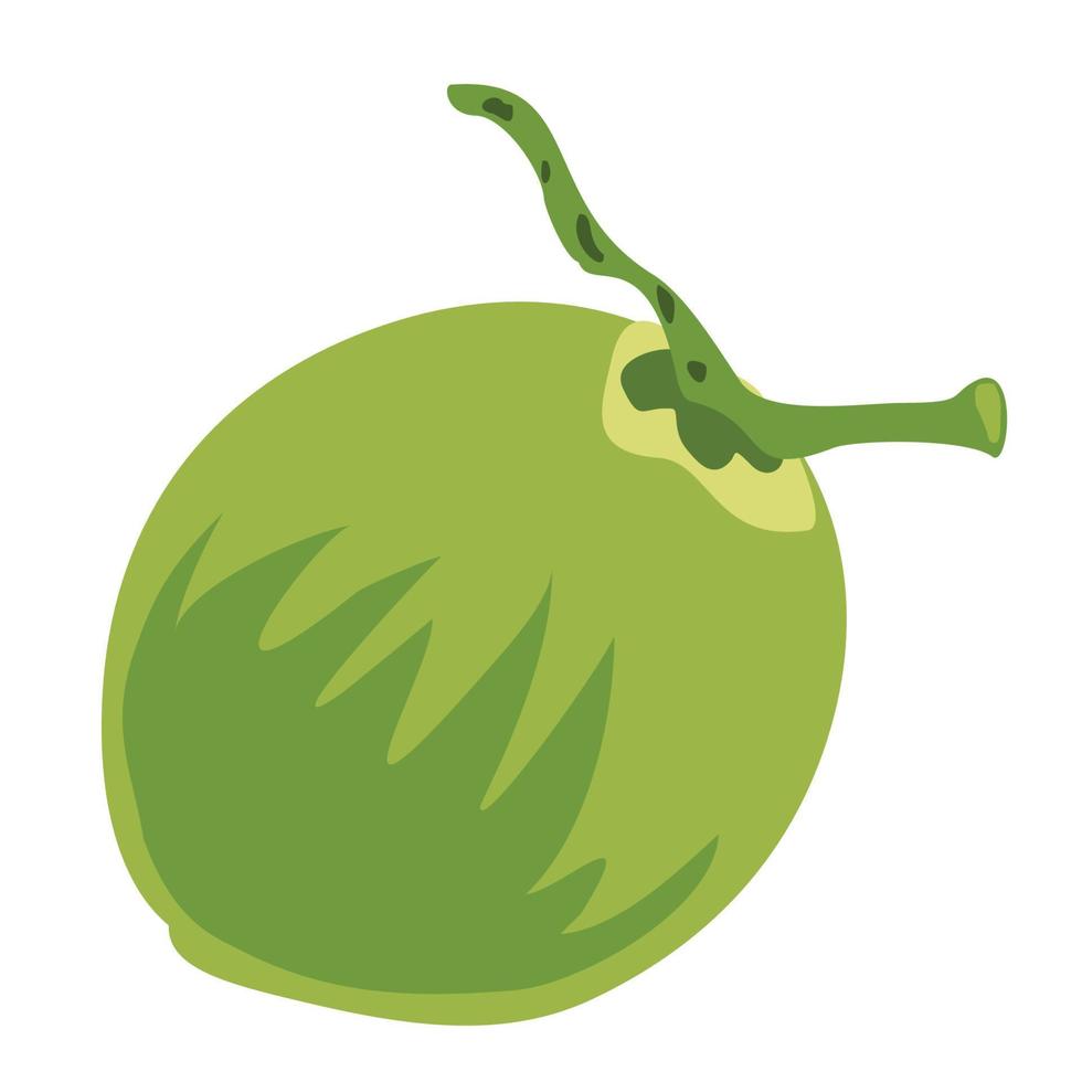 fresh green coconut drink vector