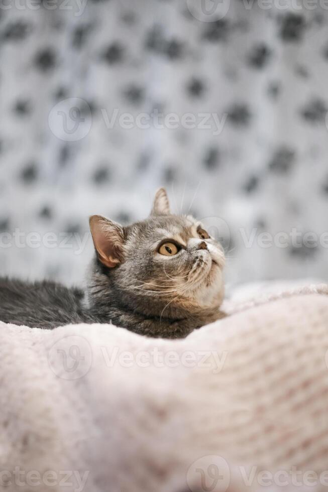 A noble proud cat lies on the sofa. Scottish Fold Shorthair with white and gray fur, with copyright for your custom text. photo