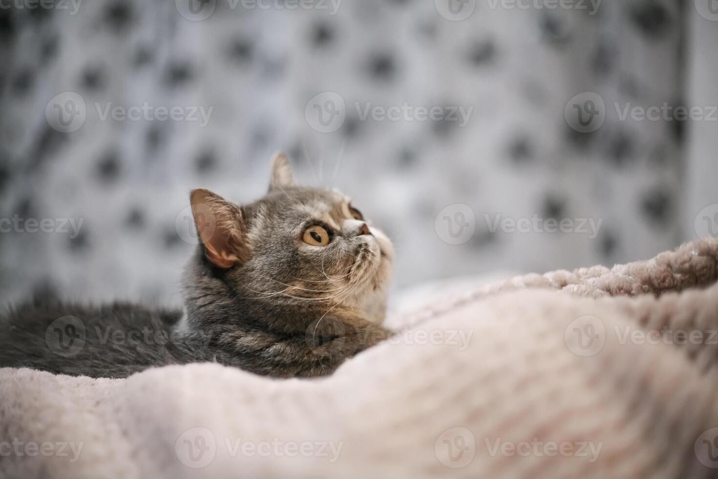 A noble proud cat lies on the sofa. Scottish Fold Shorthair with white and gray fur, with copyright for your custom text. photo