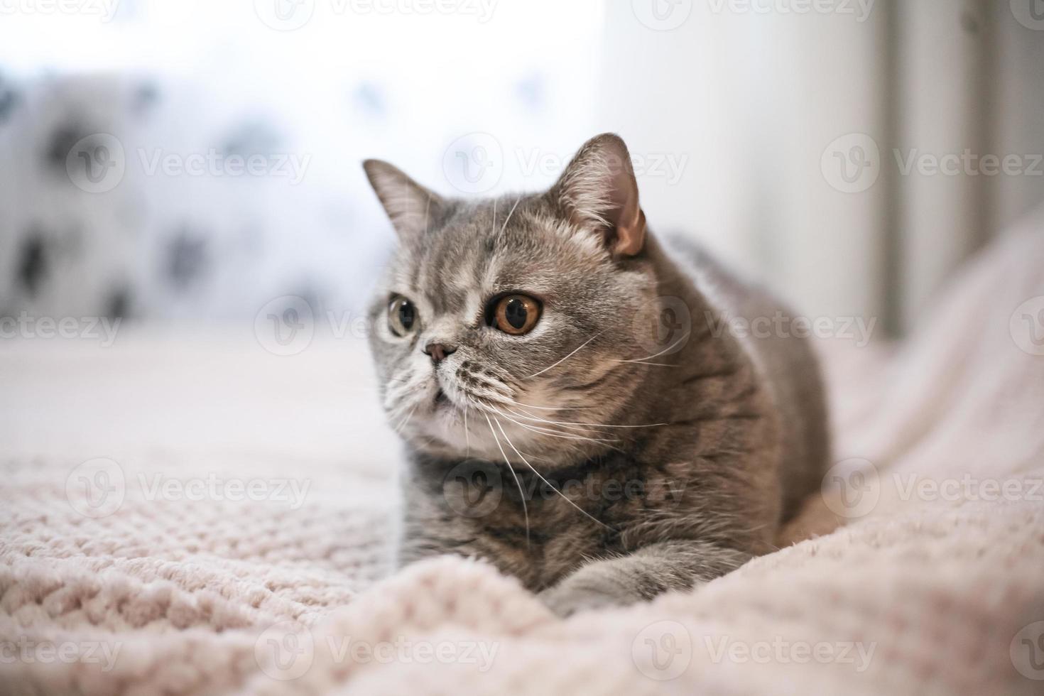 A noble proud cat lies on the sofa. Scottish Fold Shorthair with white and gray fur, with copyright for your custom text. photo