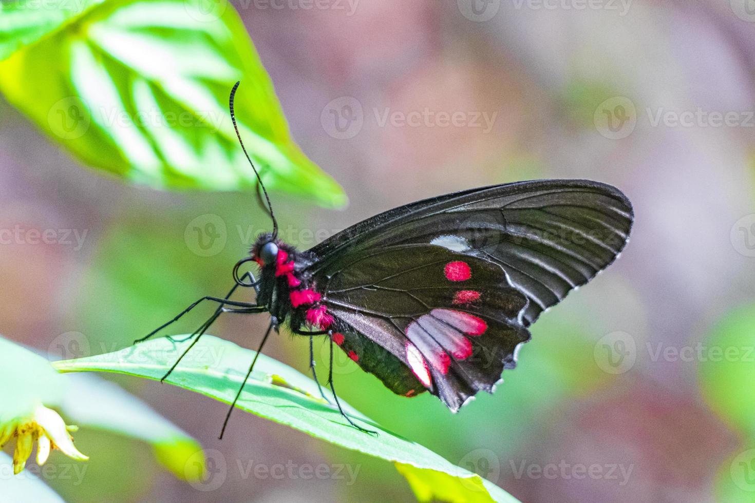 Red black noble tropical butterfly on green nature background brazil. photo