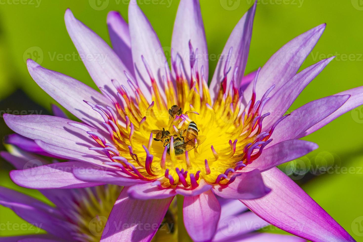 Bees get nectar from beautiful purple yellow water lily Thailand. photo