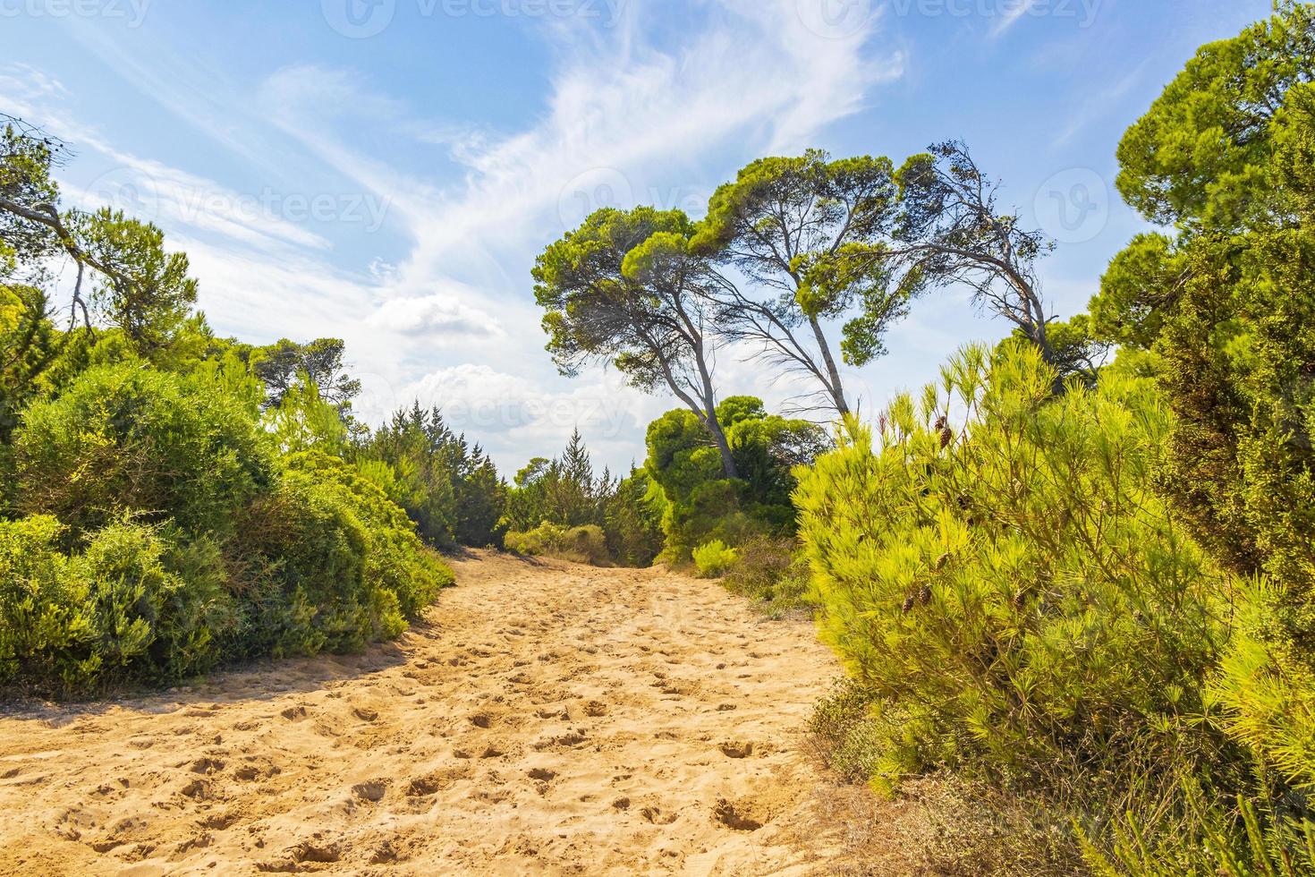 Natural forest landscape trekking path Can Picafort Mallorca Spain. photo