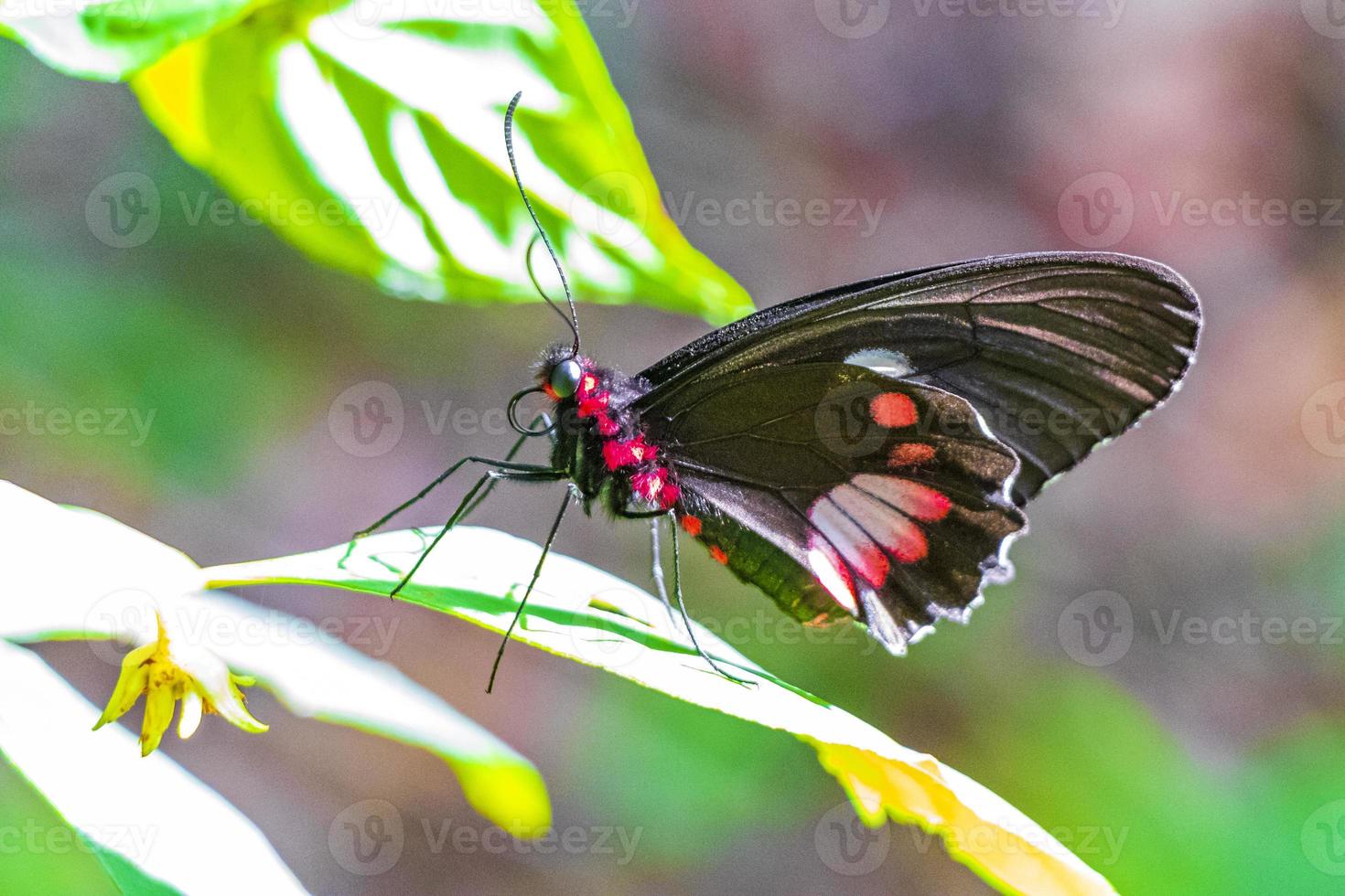 mariposa tropical noble negra roja sobre fondo verde de la naturaleza brasil. foto