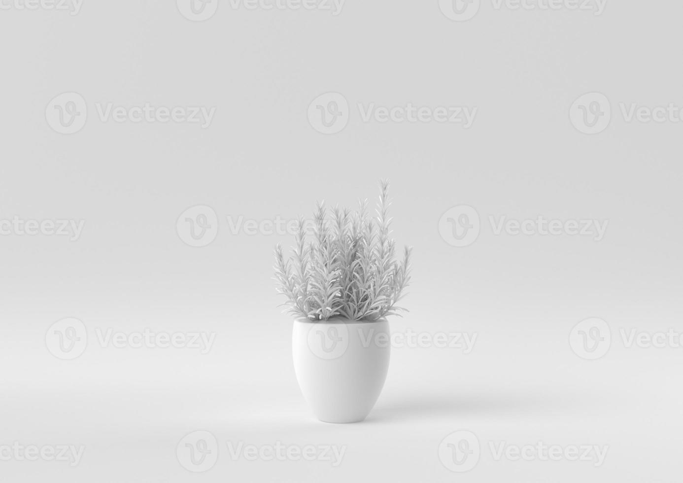 White Tree pot in white background. minimal concept idea creative. monochrome. 3D render. photo