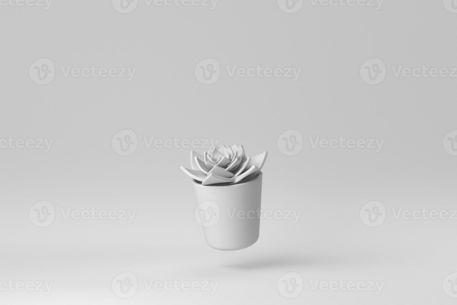 Indoor small plant in a pot on white background. minimal concept. 3D render. photo