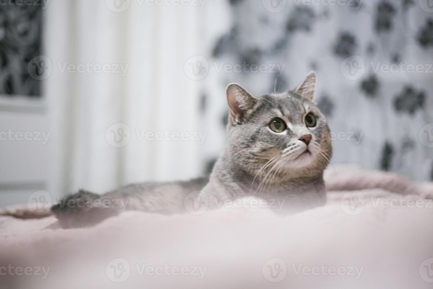 A noble proud cat lies on the sofa. Scottish Fold Shorthair with white and gray fur, with copyright for your custom text. photo