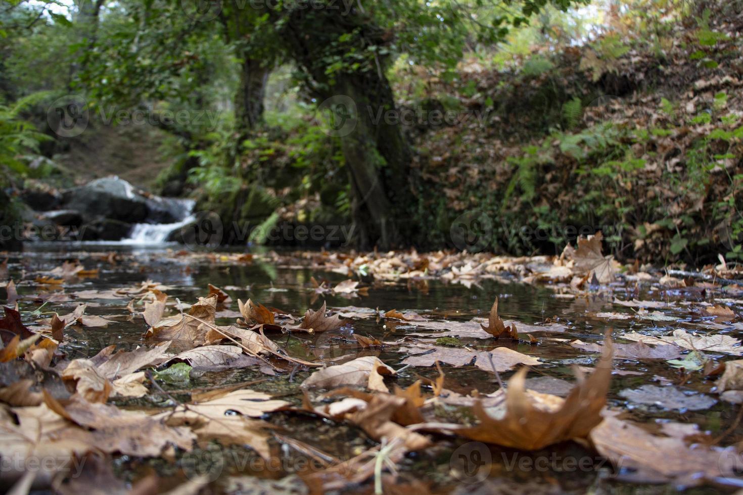 Fallen leaves in the rocky waterfall. The rocky creek feeds into the along the River. Waterfall in the forest. beautiful forest and river landscape. photo