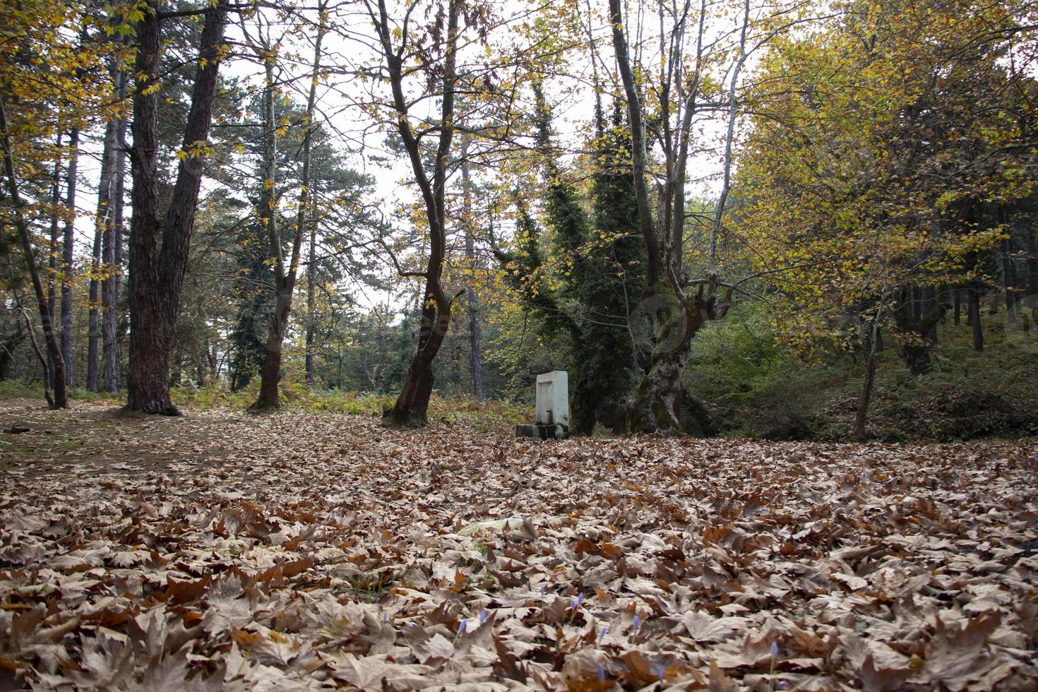 Fallen leaves in the deep forest. Dried leaves in forest ground. Autumn in the forest. beautiful forest and landscape. photo