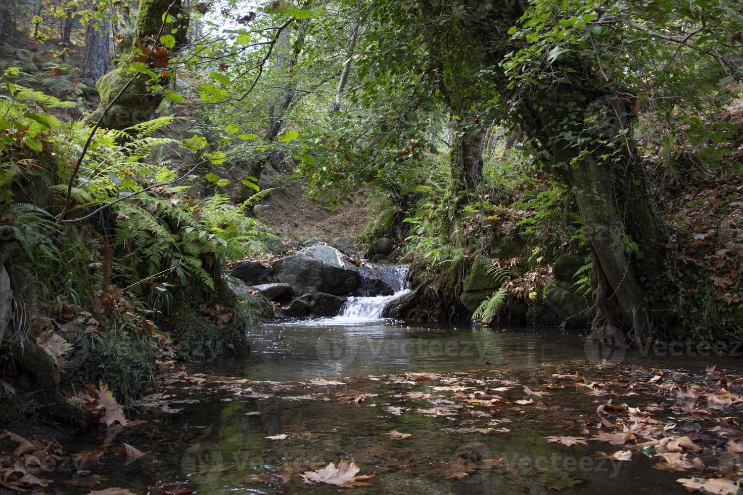 Fallen leaves in the rocky waterfall. The rocky creek feeds into the along the River. Waterfall in the forest. beautiful forest and river landscape. photo