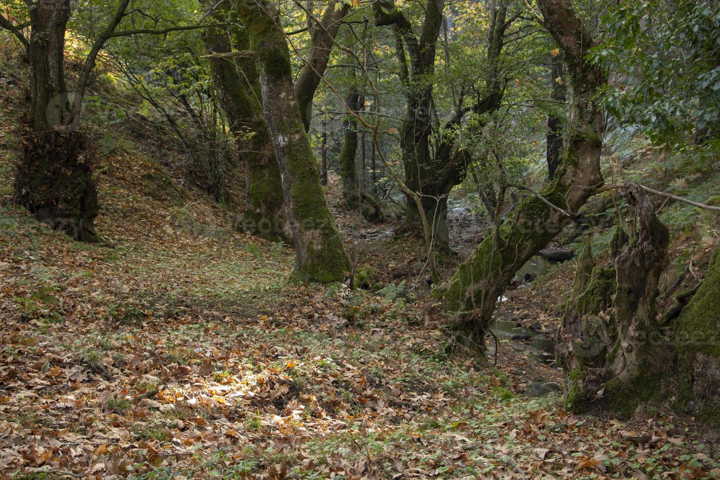 Fallen leaves in the rocky river. The rocky creek feeds into the along the River. Autumn leaves the scenic forest. beautiful forest and river landscape. photo