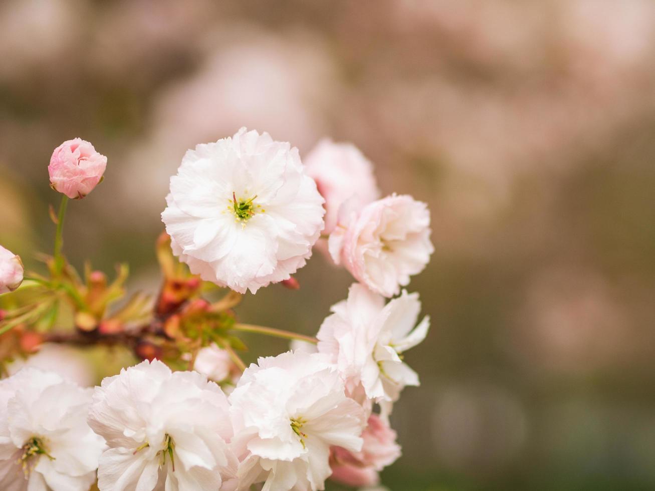 shogetsu es un pequeño árbol caducifolio de amplia expansión con encantadoras flores dobles sostenidas en vistosos racimos colgantes de 3-6 flores. foto