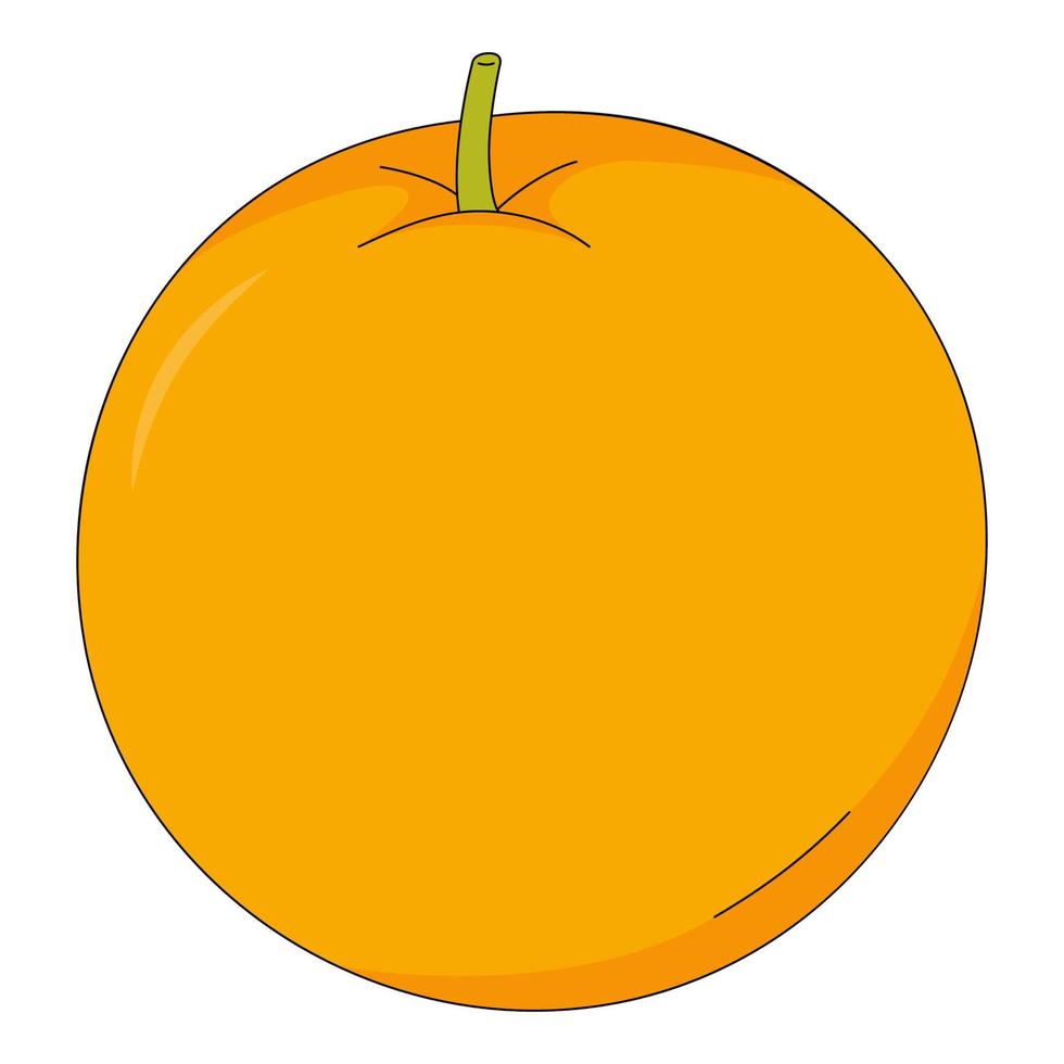 Vector illustration of orange. Fruit in cartoon style. Citrus isolated on white background. Source of vitamin C