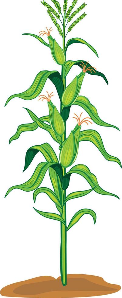 corn tree leaves green natural leaf farm vector