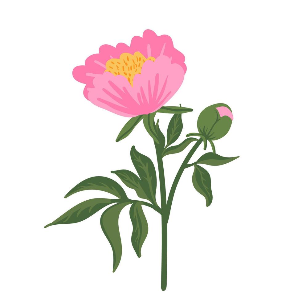 Pink peony flower. Floral element isolated on white. Hand drawn vector botanical illustration for wedding invitation, patterns, wallpapers, fabric, wrapping