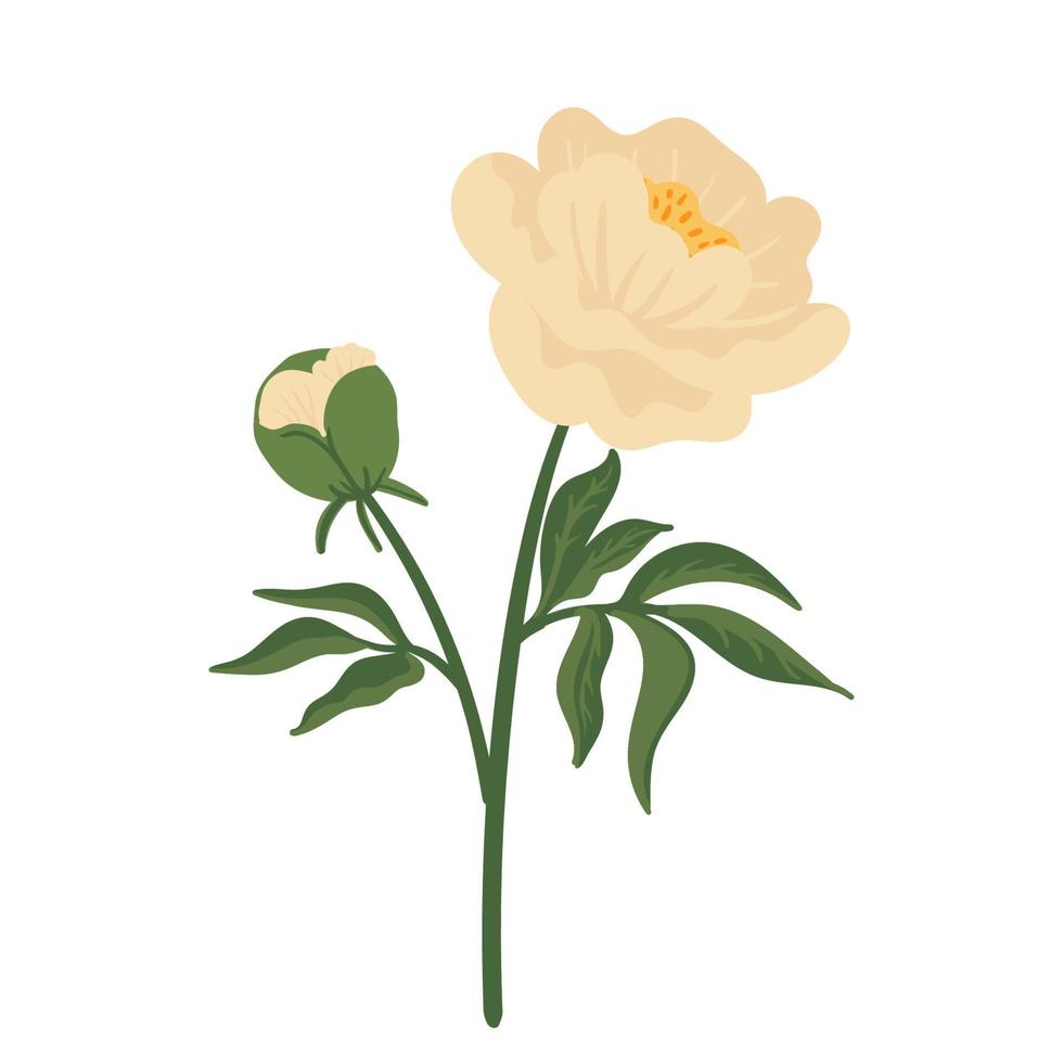 flor de peonía beige. elemento floral aislado en blanco. ilustración botánica vectorial dibujada a mano para invitación de boda, patrones, fondos de pantalla, tela, envoltura vector