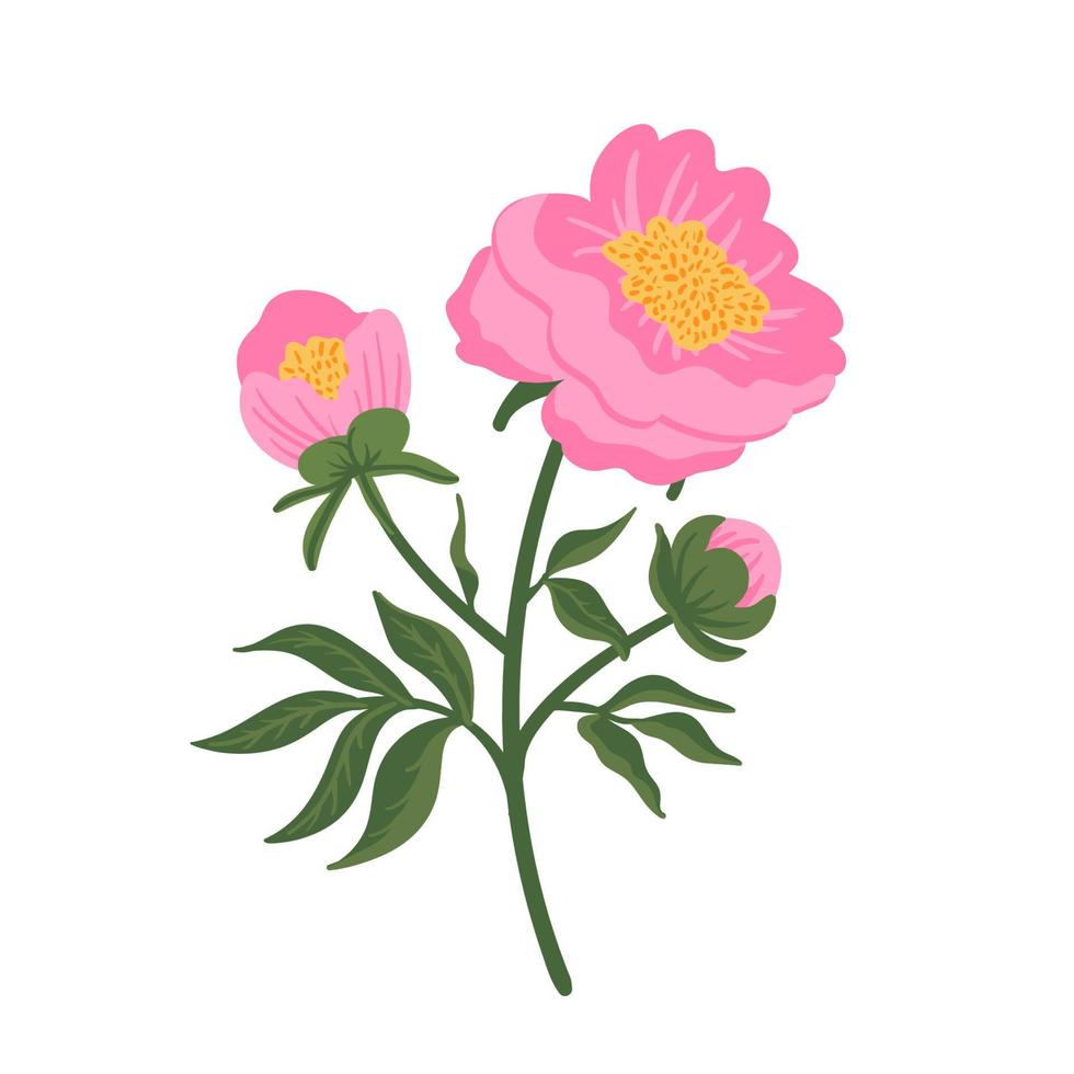 Pink peony flower. Floral element isolated on white. Hand drawn vector botanical illustration for wedding invitation, patterns, wallpapers, fabric, wrapping