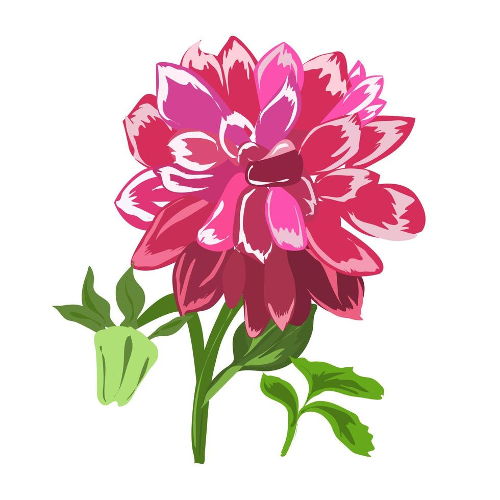 Red dahlia with leaves on a white background. vector