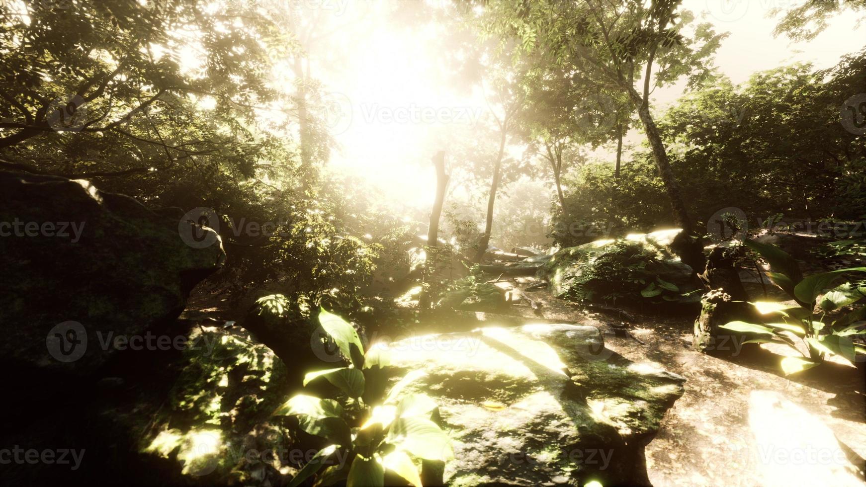 hyperlapse of tropic rainforest jungle with fog and sun rays photo
