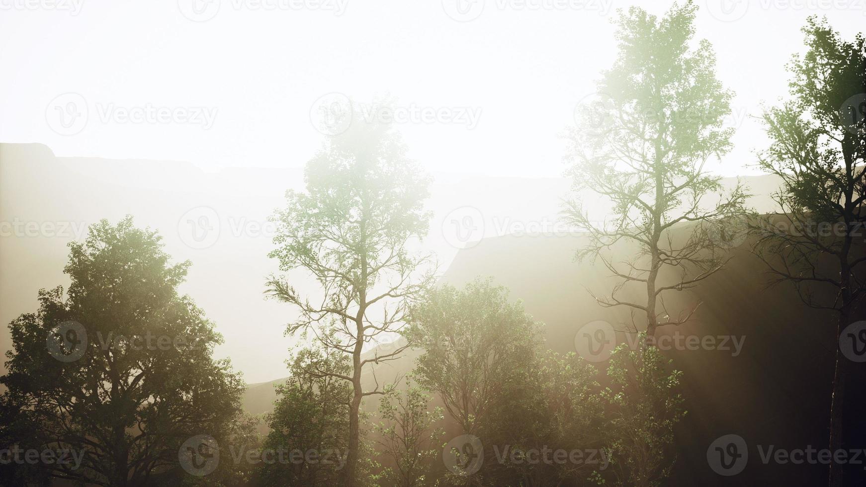 Pine trees and Huangshan mountains in China photo