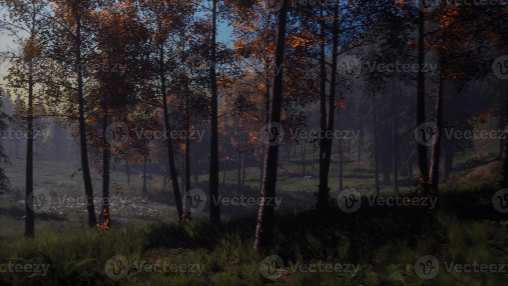 moon light over the spruce trees of magic mystery night forest photo