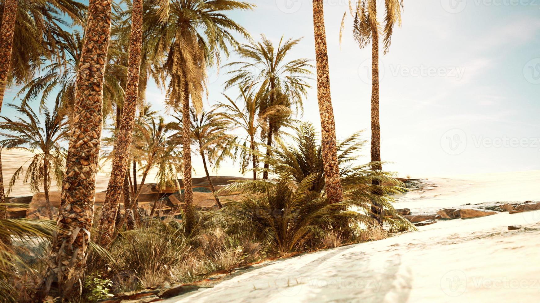 palm trees and the sand dunes in Oasis photo