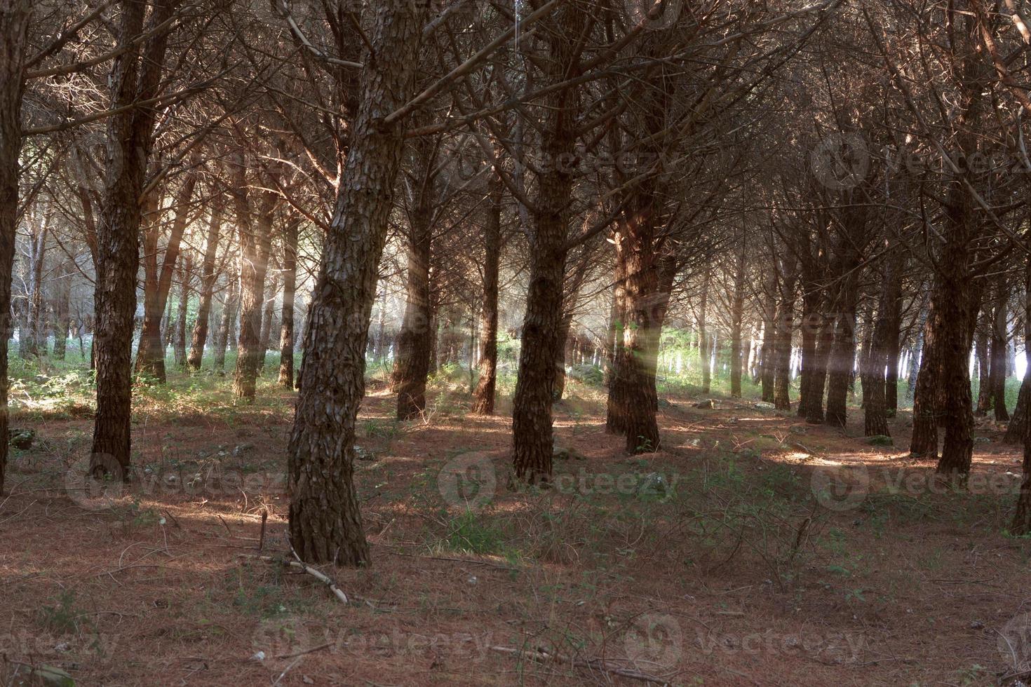 Pine forest. Many tall pine trees growing in the forest on the ground. photo