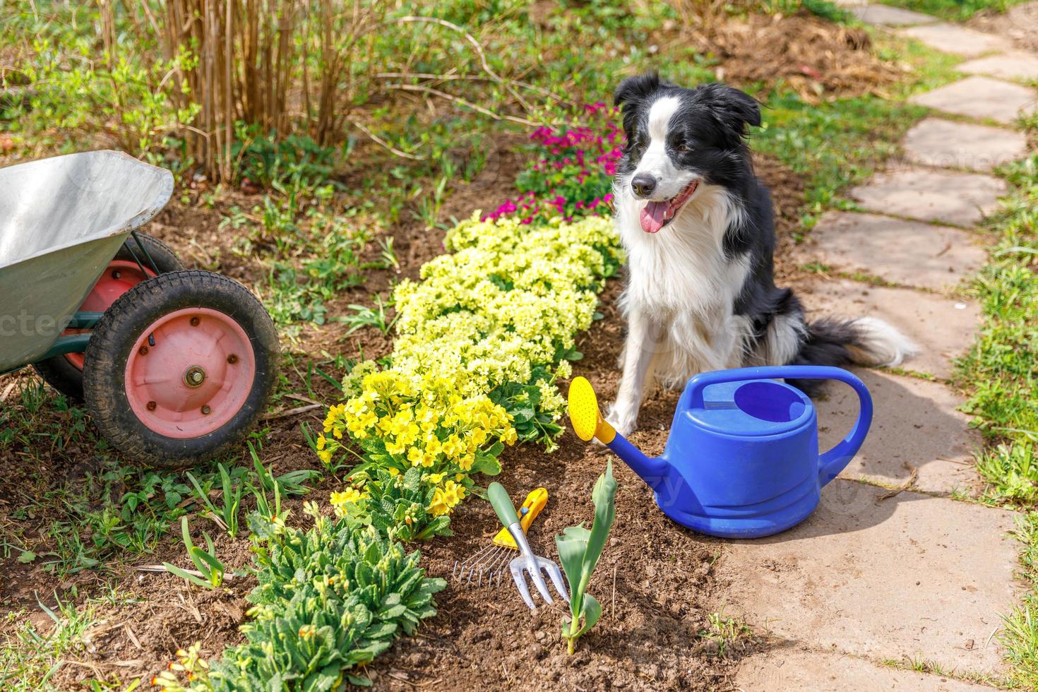 retrato al aire libre de lindo perro border collie con lata de agua y carro de jardín en el fondo del jardín. perro cachorro divertido como jardinero buscando regadera para riego. concepto de jardinería y agricultura. foto