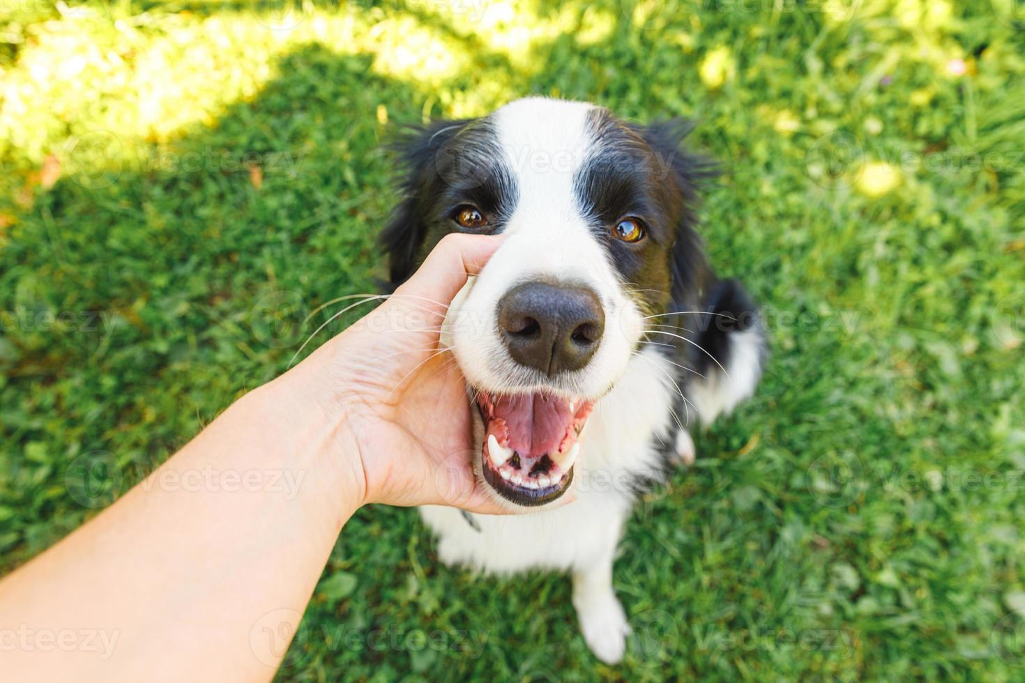 Woman hand stroking puppy dog border collie in summer garden or city park outdoor. Close up dog portrait. Owner playing with dog friend. Love for pets friendship support team concept. photo