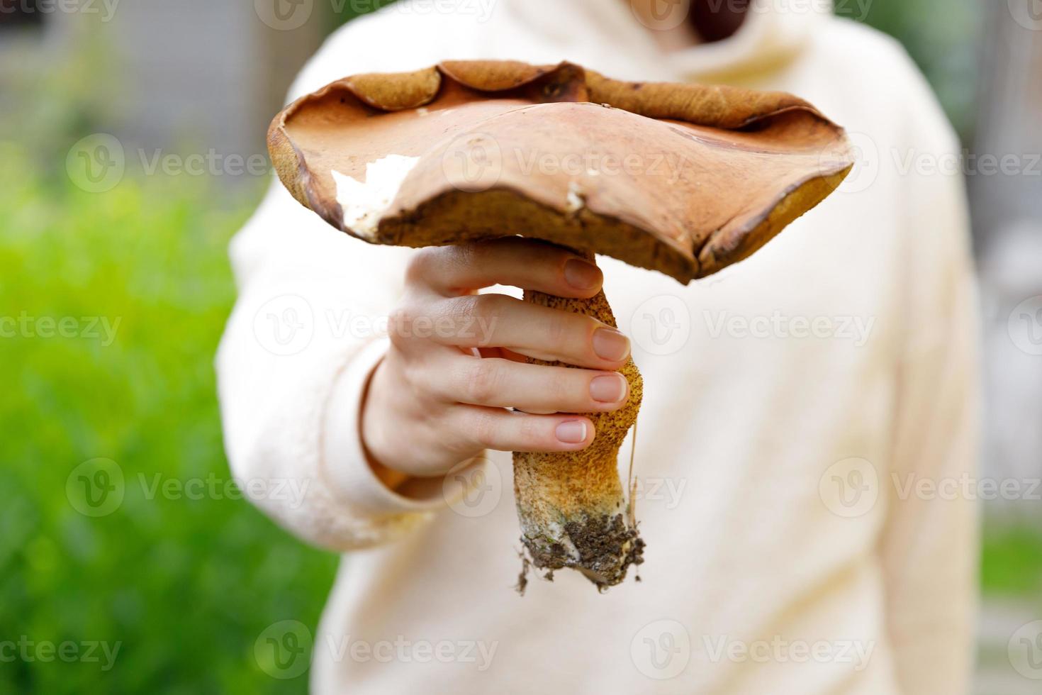 Female hand holding raw edible mushroom with brown cap Penny Bun in autumn forest background. Harvesting picking big ceps mushrooms in natural environment. Cooking delicious organic food concept. photo