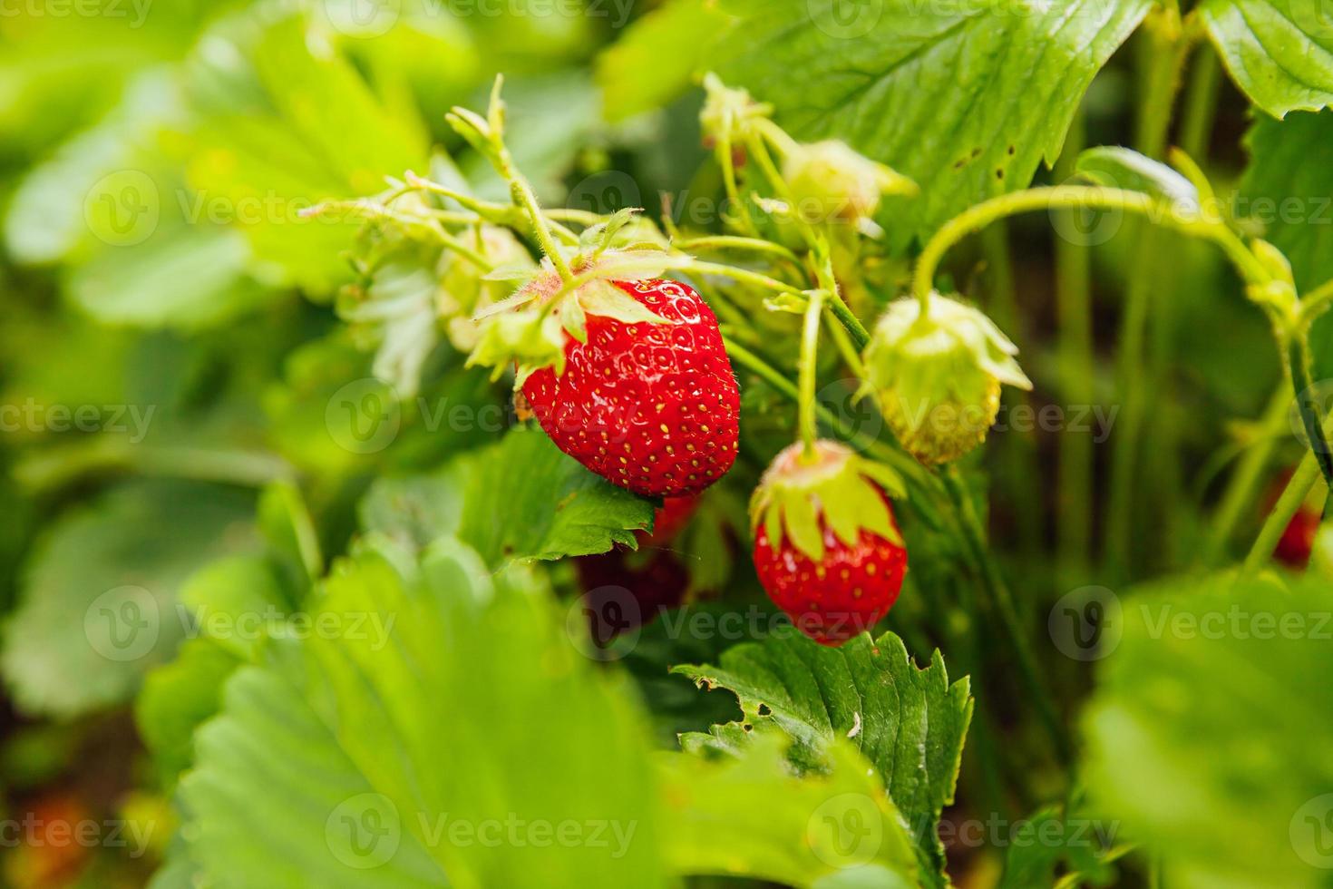 cultivo industrial de planta de fresas. arbusto con frutos rojos maduros fresa en la cama del jardín de verano. cultivo natural de bayas en la granja. Fondo de concepto de horticultura de alimentos orgánicos saludables ecológicos. foto