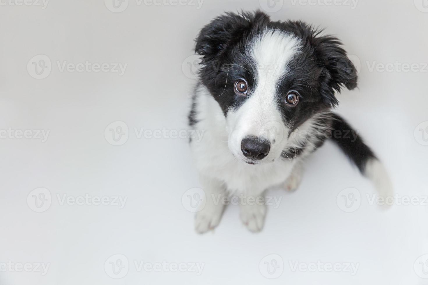 divertido retrato de estudio de un lindo cachorro sonriente collie de frontera aislado en fondo blanco. cuidado de mascotas y concepto de animales foto