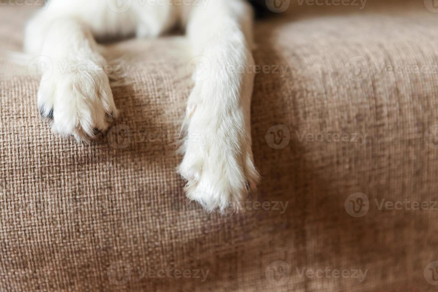 Dog paws close up. Funny portrait of cute smiling puppy dog border collie on couch. New lovely member of family little dog at home gazing and waiting. Pet care and animals concept. photo