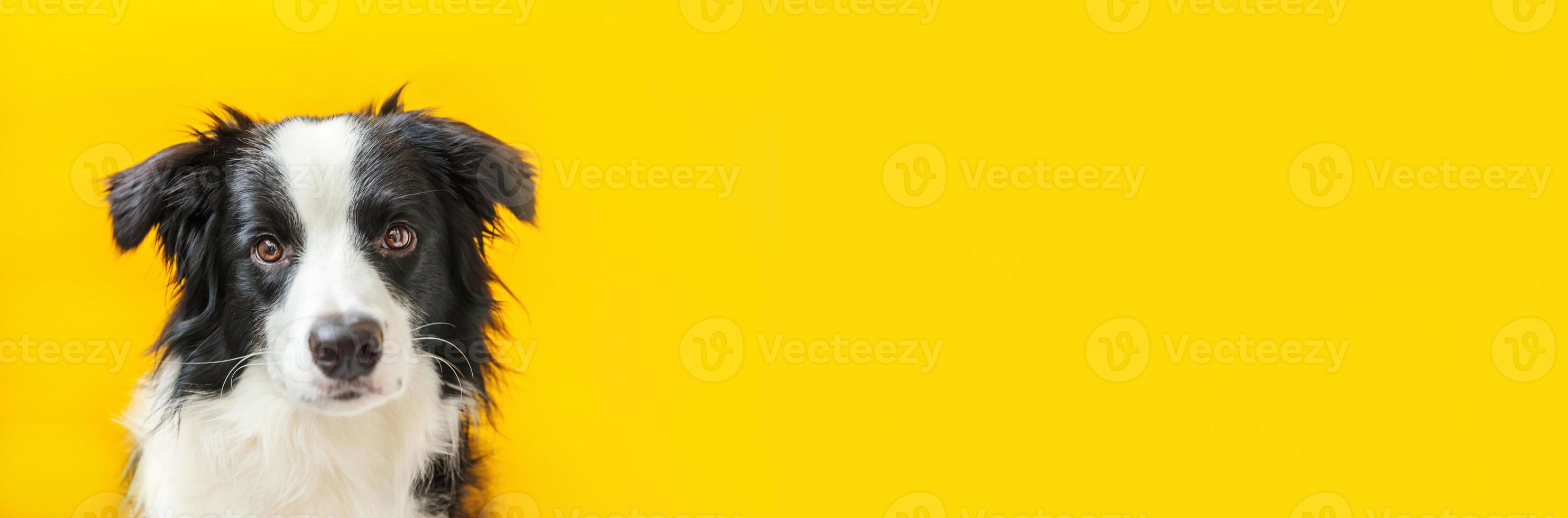 Funny studio portrait of cute smiling puppy dog border collie isolated on yellow background. New lovely member of family little dog gazing and waiting for reward. Pet care and animals concept Banner photo
