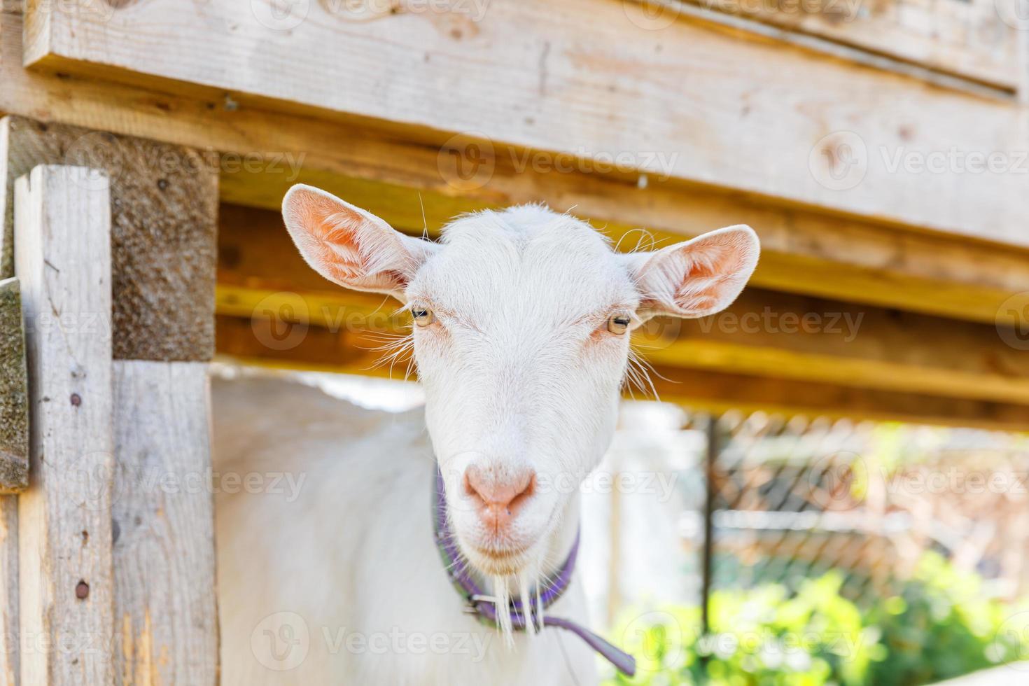 Cute free range goatling on organic natural eco animal farm freely grazing in yard on ranch background. Domestic goat graze in pasture. Modern animal livestock, ecological farming. Animal rights. photo