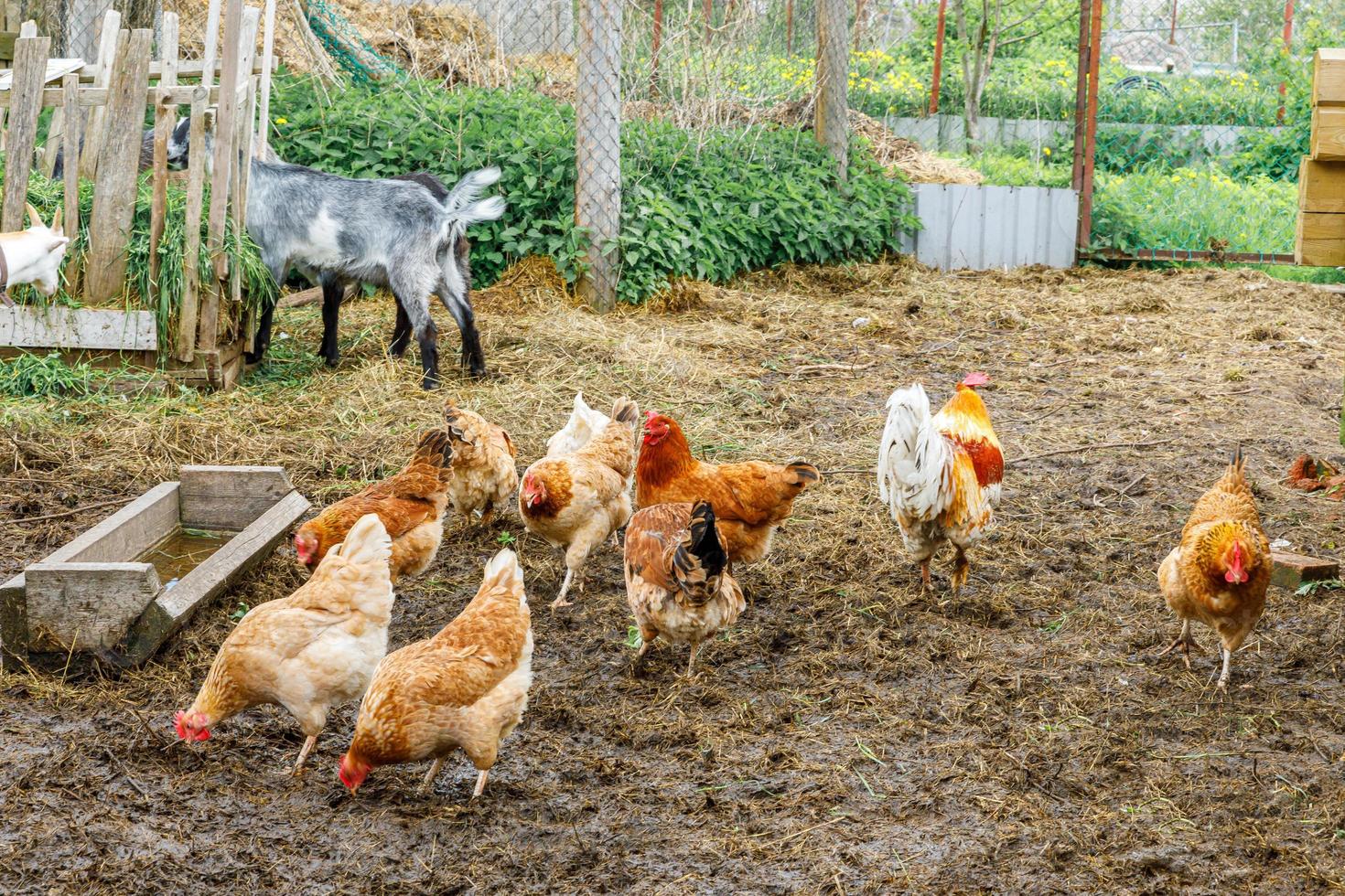 cabra y pollo de corral en una granja de animales orgánicos pastando libremente en el patio en el fondo del rancho. gallinas gallinas cabras domésticas pastan en pastos. ganadería animal moderna, agricultura ecológica. derechos animales. foto