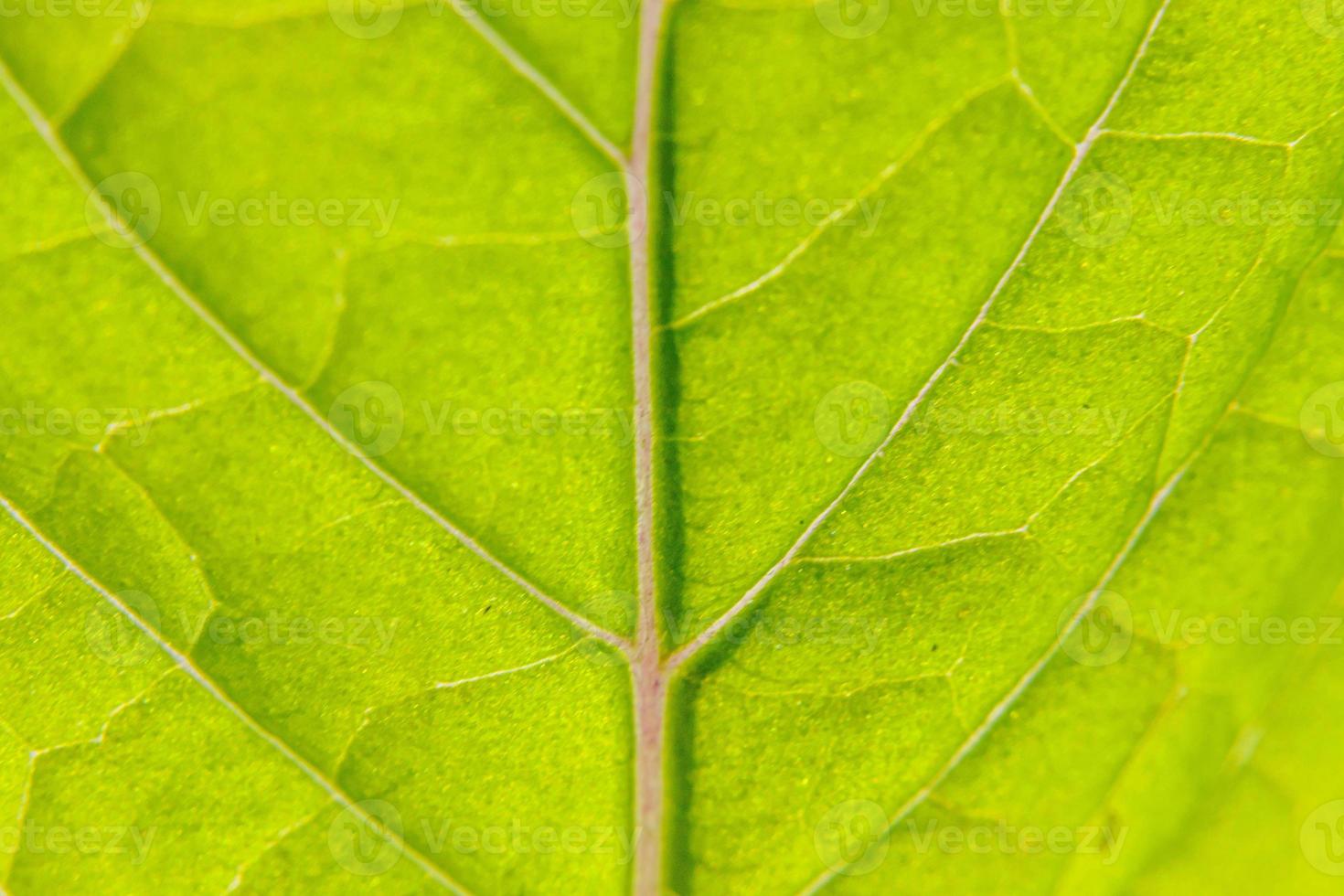 Closeup extreme macro texture view of green wood sheet tree leaf. Inspirational nature spring or summer wallpaper background. Change of seasons concept. Close up selective focus photo
