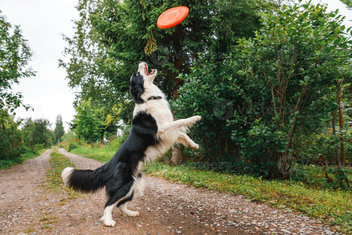 Outdoor portrait of cute funny puppy dog border collie catching toy in air. Dog playing with flying disk. Sports activity with dog in park outside. photo