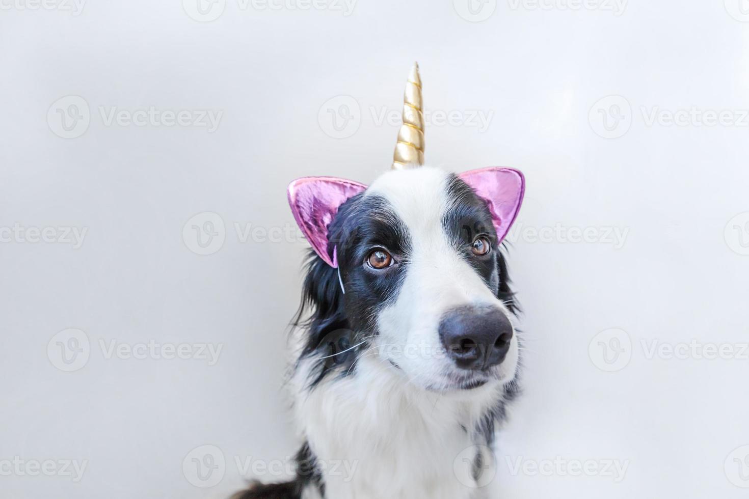 Funny Kawaii portrait puppy dog border collie with unicorn horn isolated on white background. Dog with corn, cute dogcorn. My happy unicorn life. Pet care and animal concept. photo