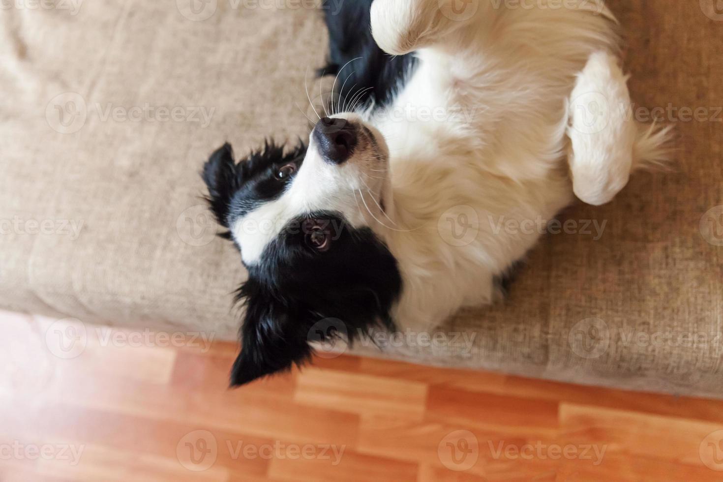 Funny portrait of cute smiling puppy dog border collie on couch. New lovely member of family little dog at home gazing and waiting. Pet care and animals concept. photo