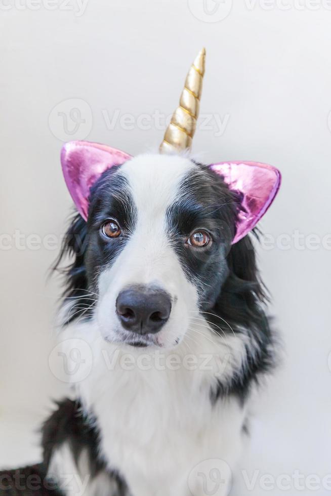 Funny Kawaii portrait puppy dog border collie with unicorn horn isolated on white background. Dog with corn, cute dogcorn. My happy unicorn life. Pet care and animal concept. photo