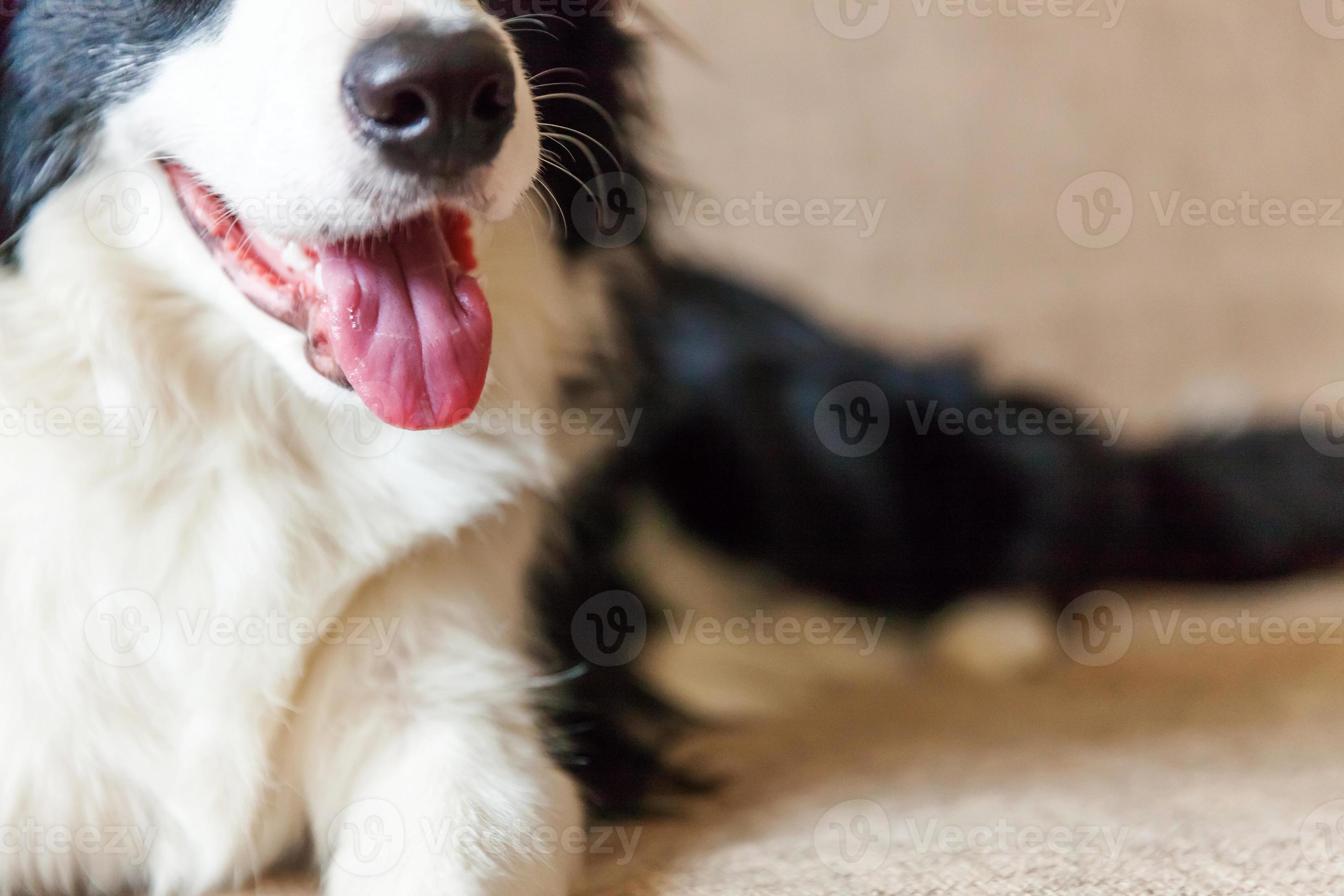 Dog nose close up. Funny portrait of cute smiling puppy dog border collie  on couch. New lovely member of family little dog at home gazing and  waiting. Pet care and animals concept.
