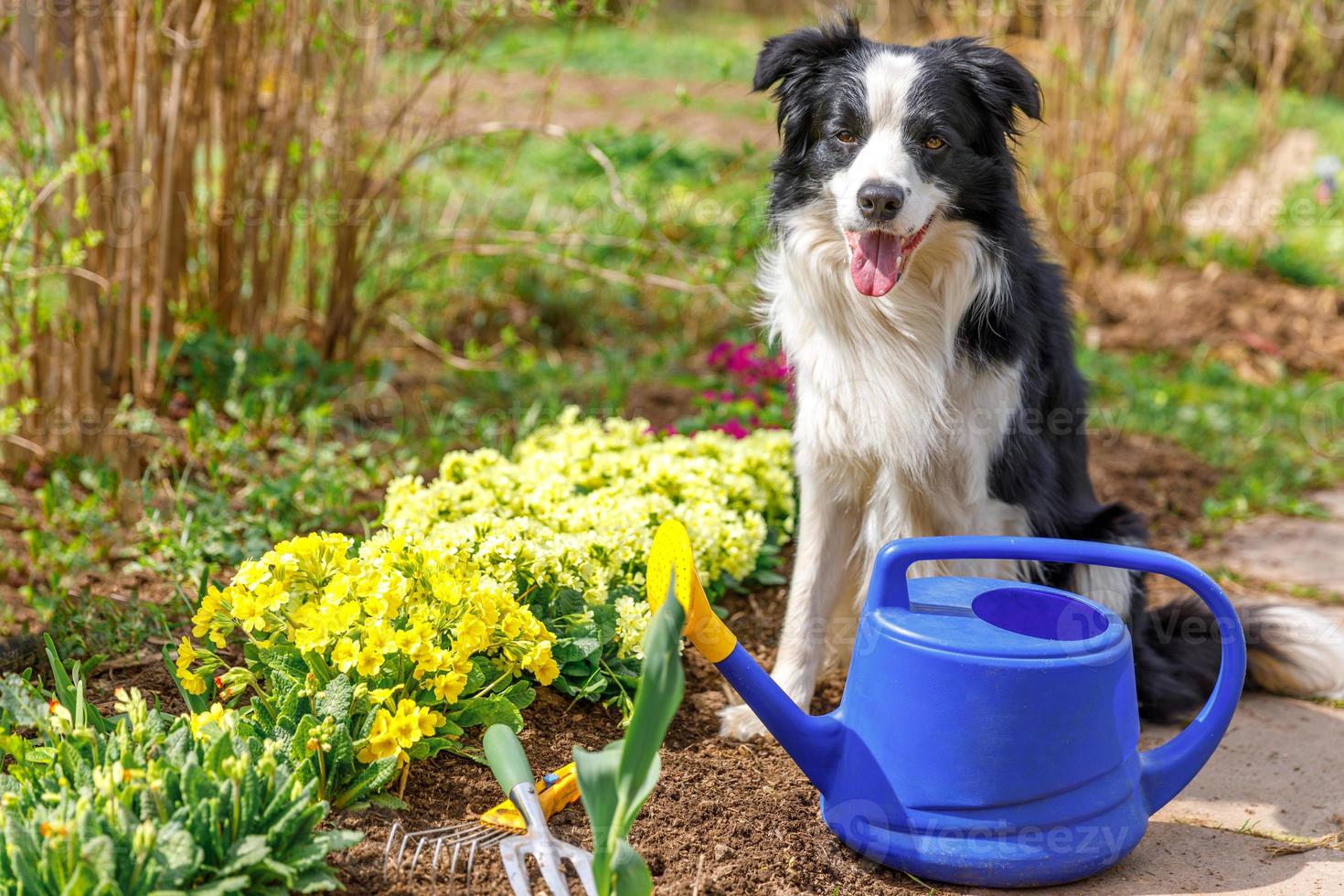 Outdoor portrait of cute dog border collie with watering can in garden background. Funny puppy dog as gardener fetching watering can for irrigation. Gardening and agriculture concept. photo