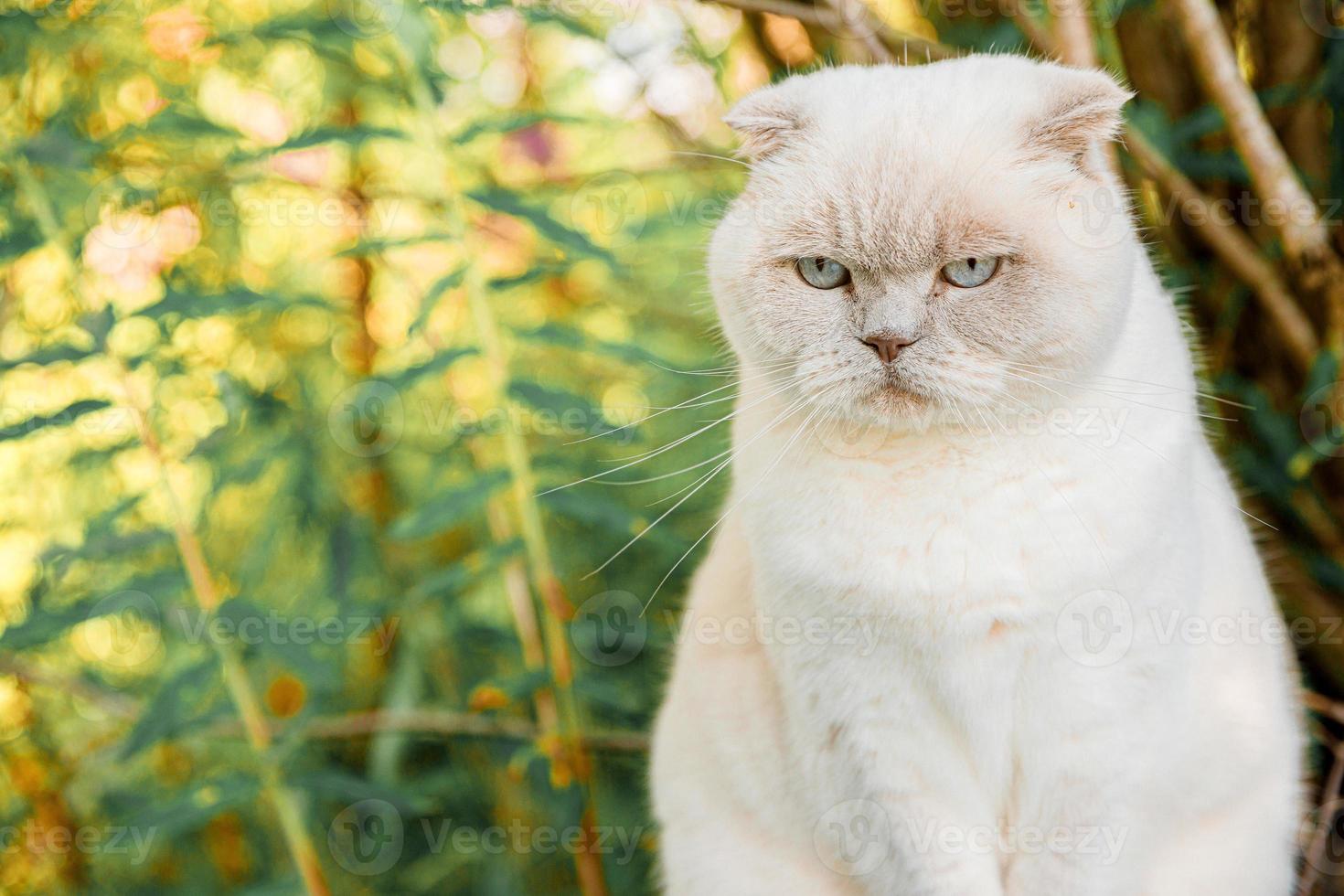 divertido retrato de gatito blanco doméstico de pelo corto sobre fondo verde del patio trasero. gato británico caminando al aire libre en el jardín el día de verano. concepto de salud y animales para el cuidado de mascotas. foto