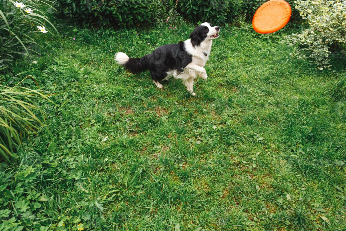 Outdoor portrait of cute funny puppy dog border collie catching toy in air. Dog playing with flying disk. Sports activity with dog in park outside. photo